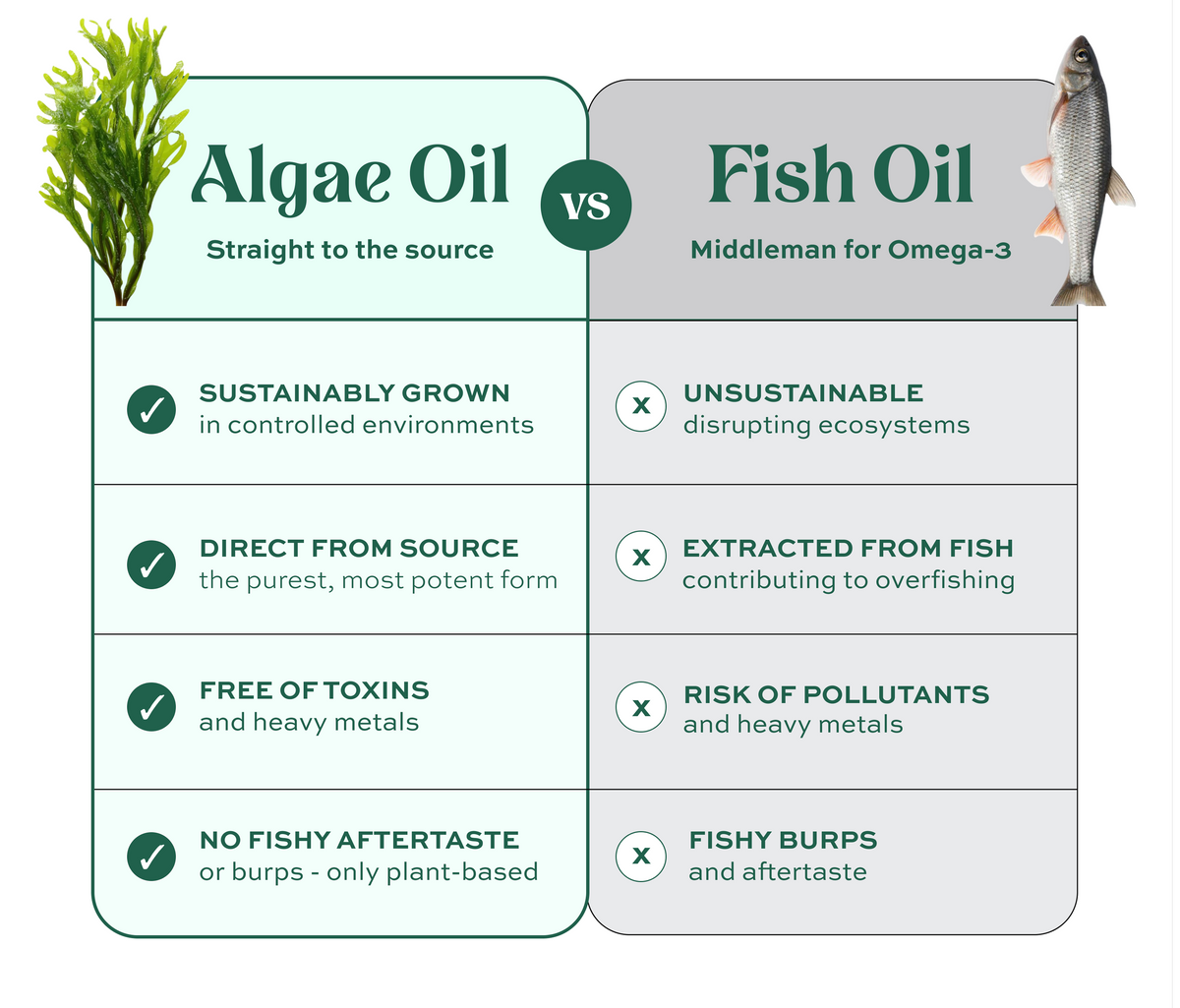 Algae Oil vs Fish Oil Comparison